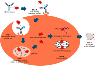 Antibodies (Part 2. Applications in Antibody-Drug Conjugates)