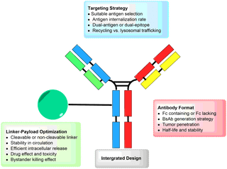 Bispecific Antibody-Drug Conjugates: Dual-Targeting Approaches to Improve Efficacy and Safety