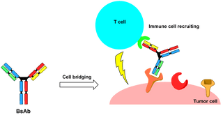 Bispecific Antibodies: Mechanisms, Formats, and Therapeutic Potential