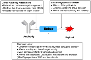 How to Select the Optimal Linker-Payload for Your Research Project