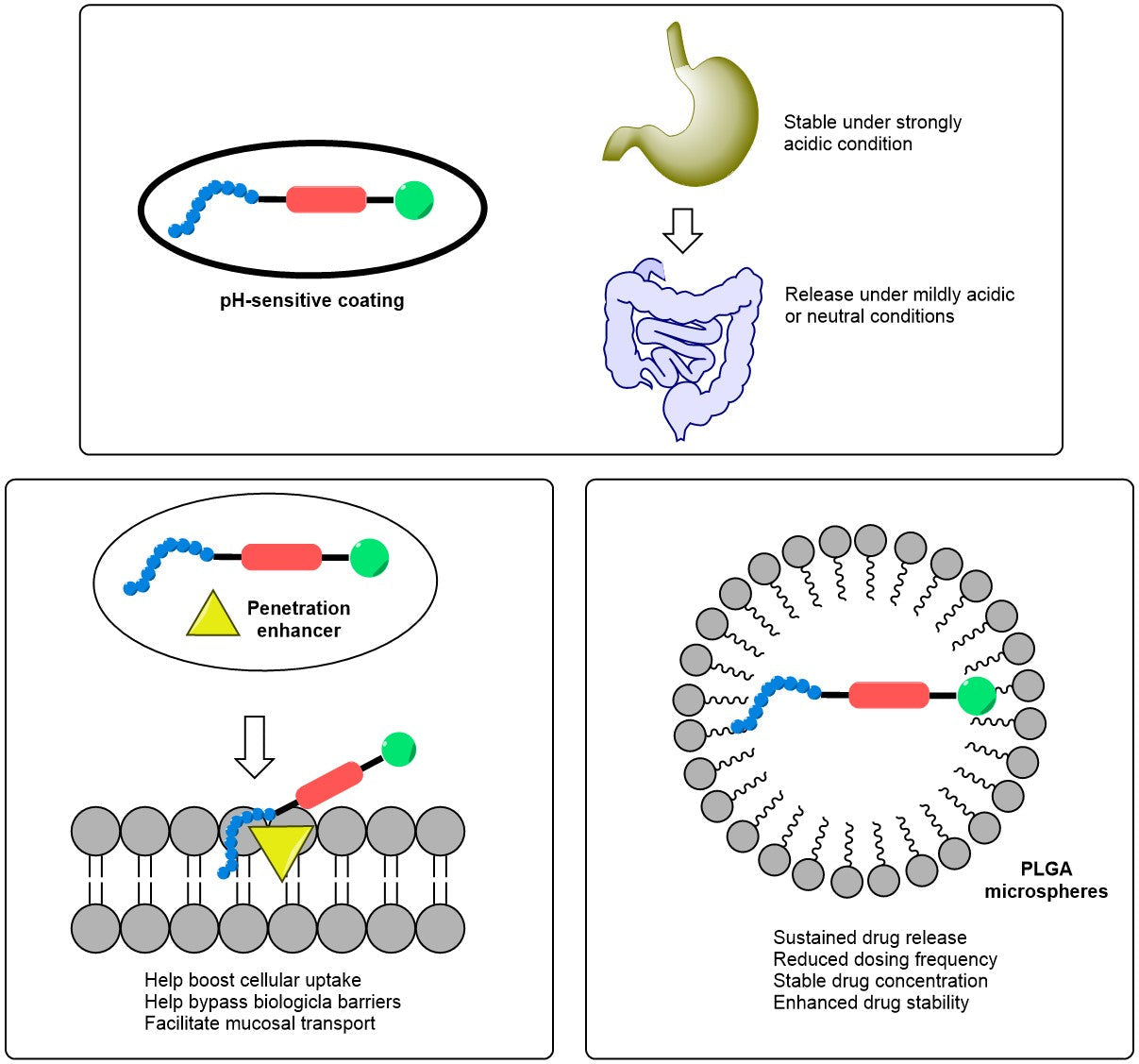 Peptide Drug Conjugates: Overcoming ADC Limitations in Tumor Targeting ...