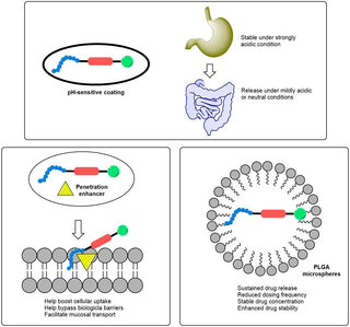 Peptide Drug Conjugates: Overcoming ADC Limitations in Tumor Targeting