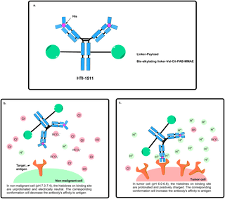 Probody Drug Conjugates: Enhancing Tumor Selectivity in ADC Therapy