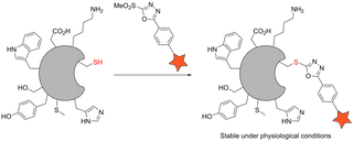 Solutions to Deconjugation of Thiol–Maleimide Protein Conjugates