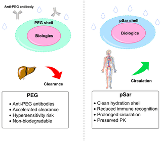 Polysarcosine (pSar) as a PEG alternative in Bioconjugation