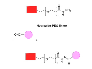 How to Choose Proper PEG Linkers for Bioconjugation: Hints and Best Practices