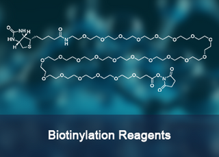 Biotinylation Reagents