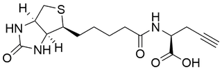 Biotin-L-Propargylglycine