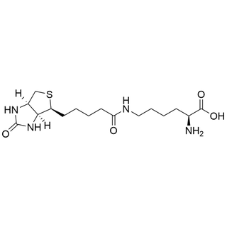 Biocytin