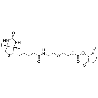 Biotin-PEG1-NHS carbonate