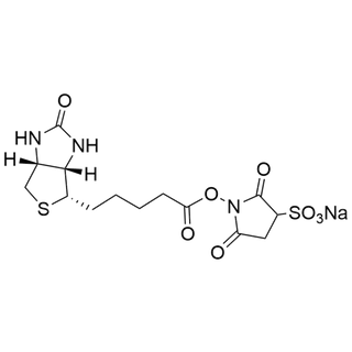 Sulfo-NHS-Biotin
