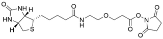 Biotin-PEG1-NHS Ester