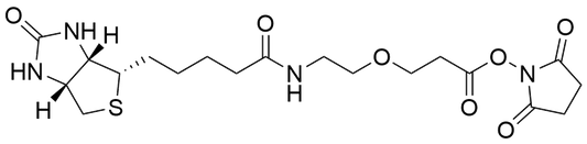 Biotin-PEG1-NHS Ester