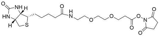 Biotin-PEG2-NHS Ester