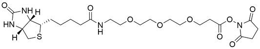 Biotin-PEG3-NHS Ester