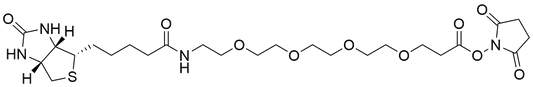 Biotin-PEG4-NHS Ester