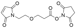 Mal-PEG1-NHS Ester