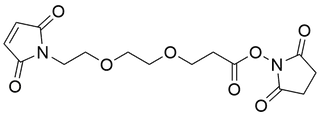 Mal-PEG2-NHS Ester